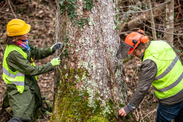 Best Hazardous Tree Removal  in Summit, NJ